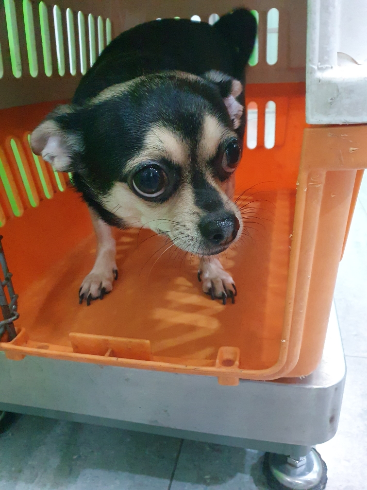 펫앤쉘터동물병원_441378202301204